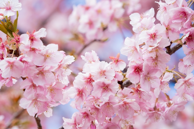 満開の桜の画像